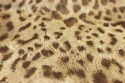 Micro Suede Micro Suede